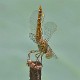 J19_9039 Brachythemis contaminata female